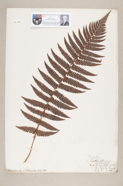 NHM_HH_5.75-2010 image NHM_HH_5.75-2010