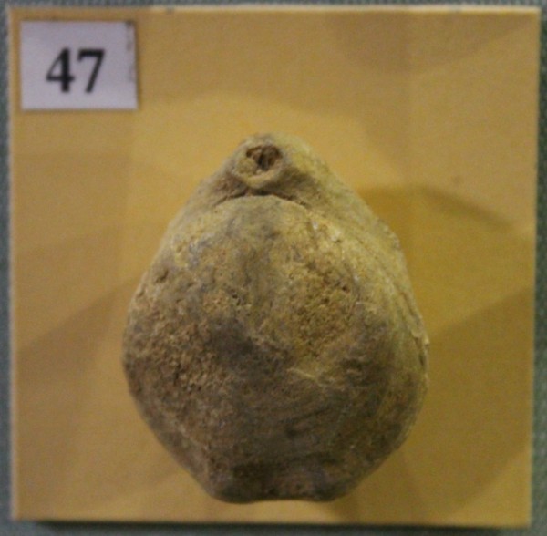 NHM.508-2017 image NHM.508-2017