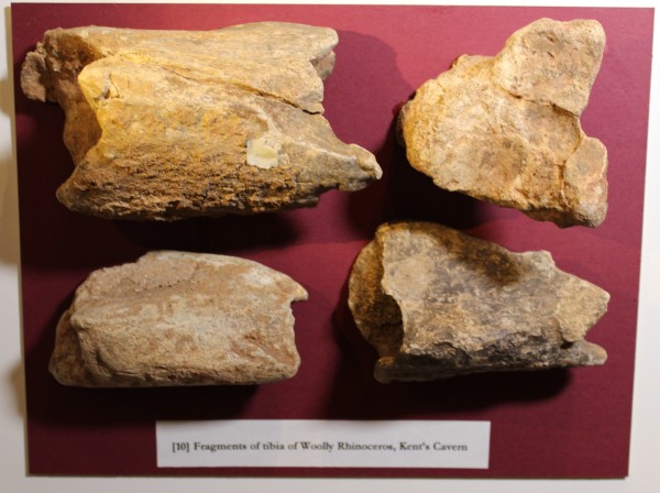 NHM.181-2016 image NHM.181-2016