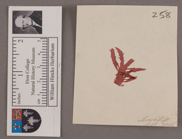 NHM_HH_1.258-2010 image NHM_HH_1.258-2010