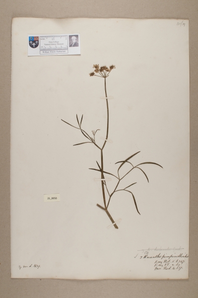 NHM_HH_21.50-2010 image NHM_HH_21.50-2010