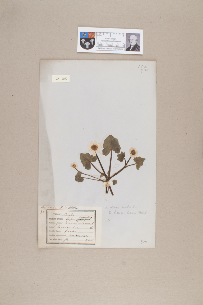 NHM_HH_7.50-2010 image NHM_HH_7.50-2010