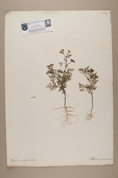 NHM_HH_21.60-2010 image NHM_HH_21.60-2010