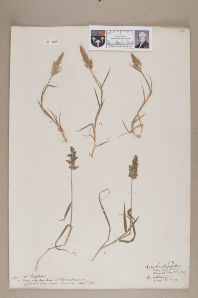 NHM_HH_35.56-2010 image NHM_HH_35.56-2010