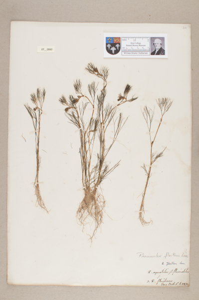 image NHM_HH_7.60-2010