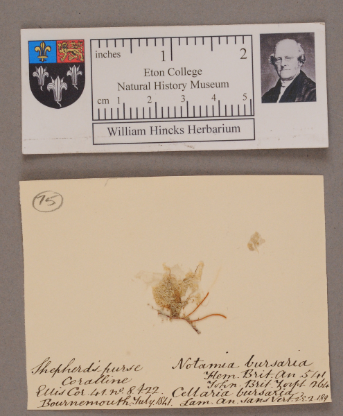 image NHM_HH_1.75-2010