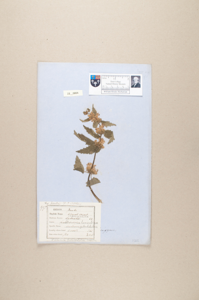 NHM_HH_23.4-2010 image NHM_HH_23.4-2010