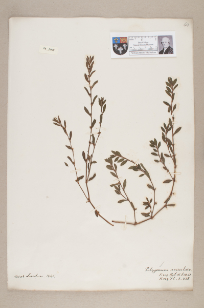 NHM_HH_8.60-2010 image NHM_HH_8.60-2010