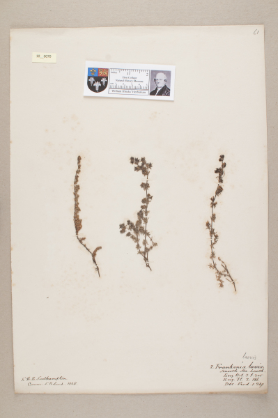 NHM_HH_10.70-2010 image NHM_HH_10.70-2010