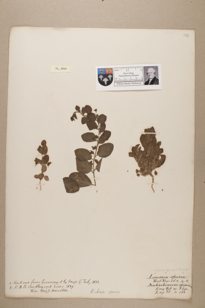 NHM_HH_25.14-2010 image NHM_HH_25.14-2010