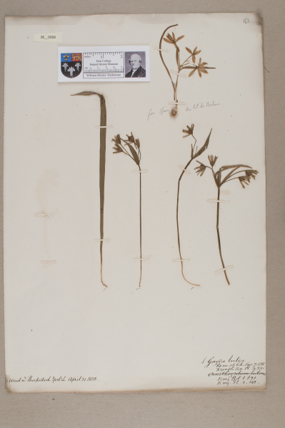 NHM_HH_38.6-2010 image NHM_HH_38.6-2010