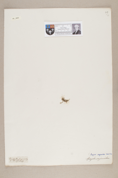 NHM_HH_9.55-2010 image NHM_HH_9.55-2010