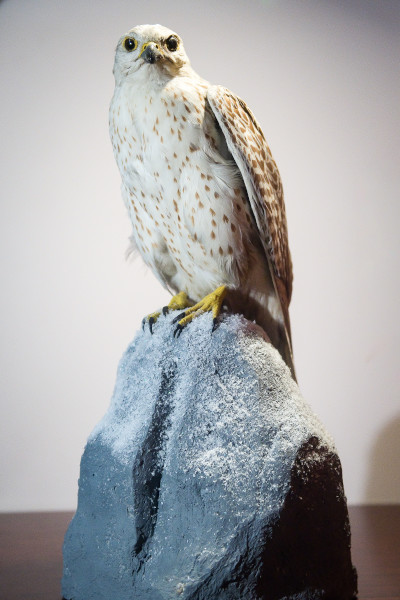 NHM-GT.70-2016 image NHM-GT.70-2016