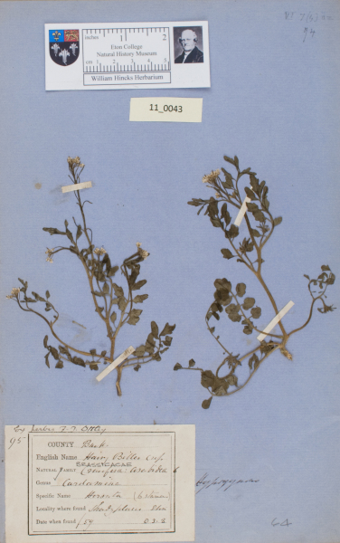 NHM_HH_11.43-2010 image NHM_HH_11.43-2010