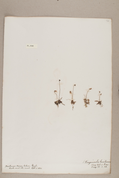 NHM_HH_26.108-2010 image NHM_HH_26.108-2010