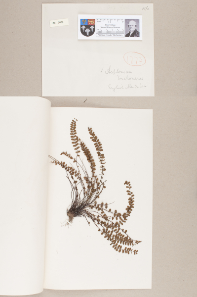 NHM_HH_4.82-2010 image NHM_HH_4.82-2010