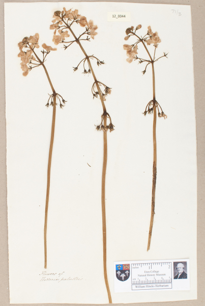 NHM_HH_12.44-2010 image NHM_HH_12.44-2010