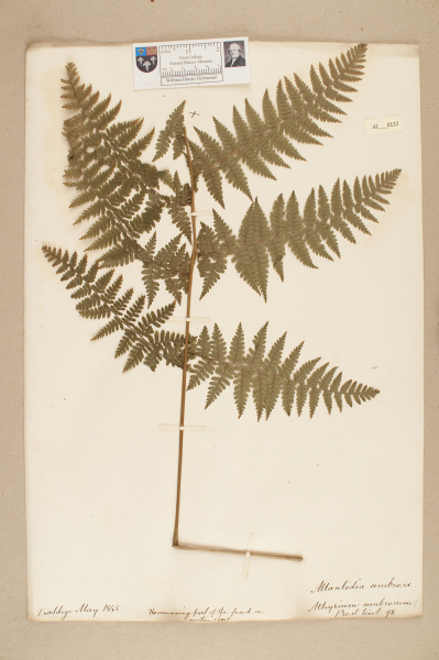 NHM_HH_41.122-2010 image NHM_HH_41.122-2010