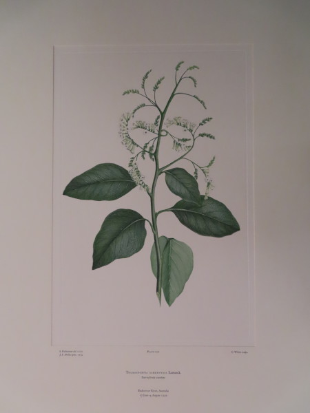 FDA-E.2916_10_21-2016-A image FDA-E.2916_10_21-2016-A