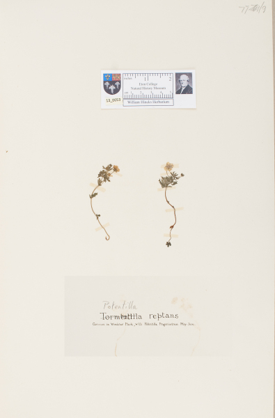 NHM_HH_13.53-2010 image NHM_HH_13.53-2010