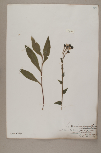 NHM_HH_28.70-2010 image NHM_HH_28.70-2010