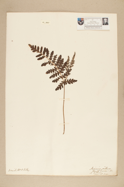 NHM_HH_41.57-2010 image NHM_HH_41.57-2010