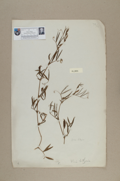 NHM_HH_15.31-2010 image NHM_HH_15.31-2010