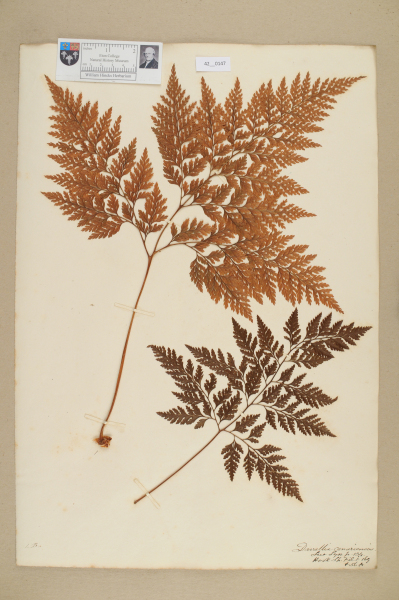 image NHM_HH_42.147-2010