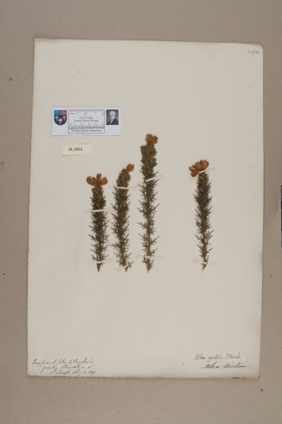 NHM_HH_16.53-2010 image NHM_HH_16.53-2010