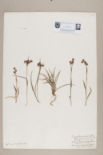 NHM_HH_31.30-2010 image NHM_HH_31.30-2010