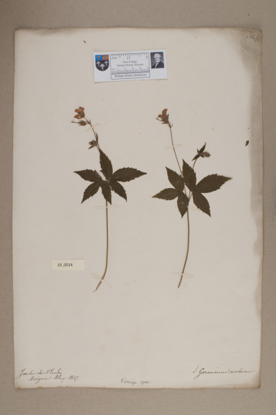 NHM_HH_19.14-2010 image NHM_HH_19.14-2010