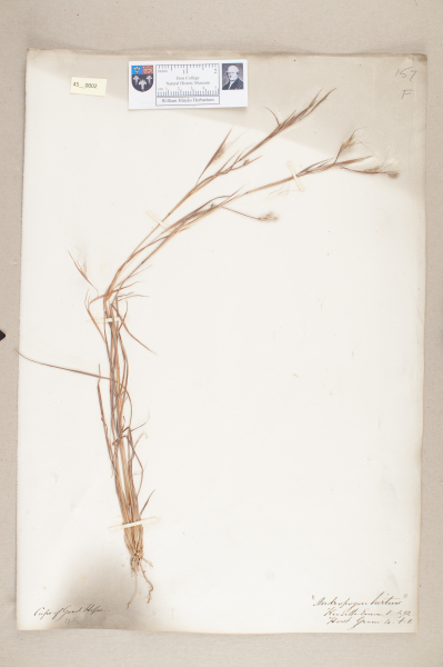 NHM_HH_45.2-2010 image NHM_HH_45.2-2010