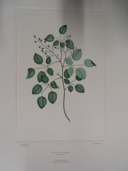 image FDA-E.2916_21_13-2016-A