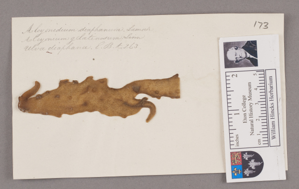 NHM_HH_1.173-2010 image NHM_HH_1.173-2010