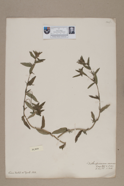 NHM_HH_20.29-2010 image NHM_HH_20.29-2010