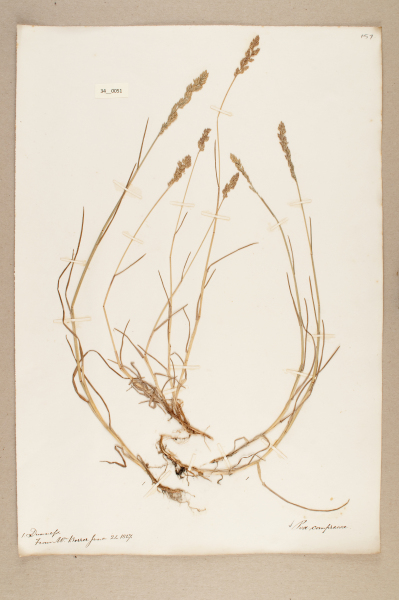 NHM_HH_34.51-2010 image NHM_HH_34.51-2010