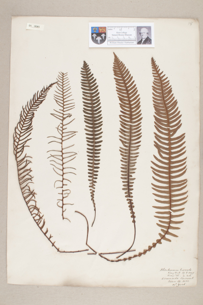 NHM_HH_5.85-2010 image NHM_HH_5.85-2010