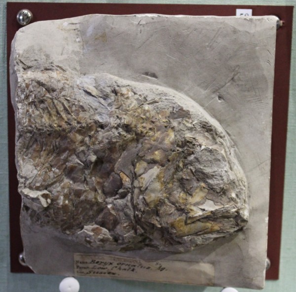 NHM.519-2017 image NHM.519-2017