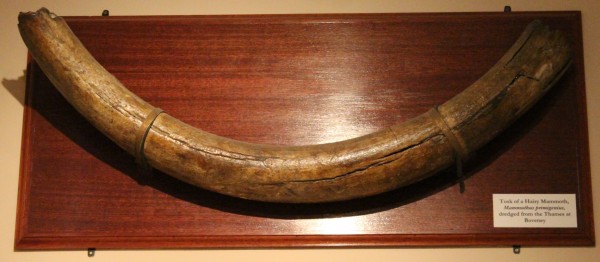 NHM.192-2016 image NHM.192-2016