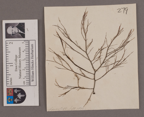 NHM_HH_1.279-2010 image NHM_HH_1.279-2010