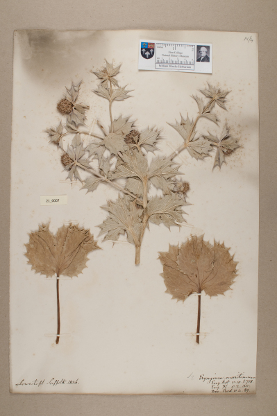 NHM_HH_21.7-2010 image NHM_HH_21.7-2010