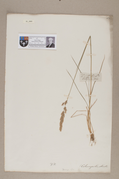 NHM_HH_35.65-2010 image NHM_HH_35.65-2010