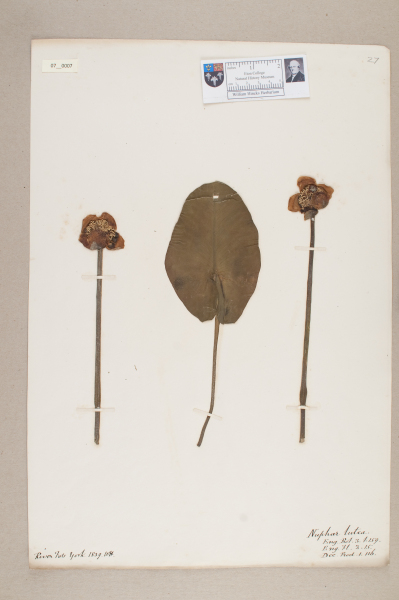 NHM_HH_7.7-2010 image NHM_HH_7.7-2010