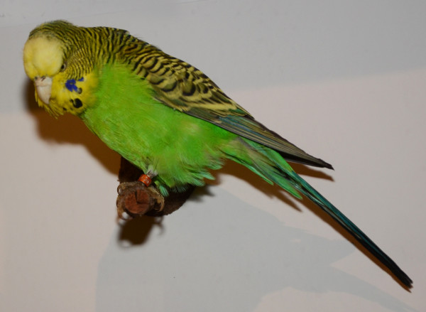 NHM_823_2_2017 image NHM_823_2_2017