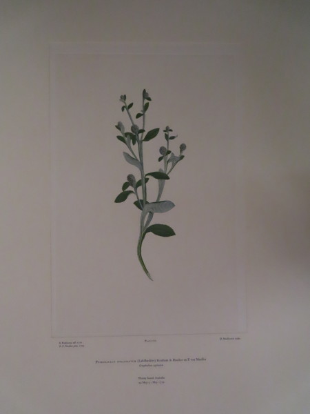 image FDA-E.2916_8_6-2016