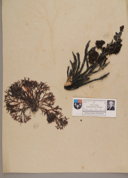 NHM_HH_1.84-2010 image NHM_HH_1.84-2010