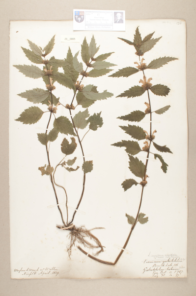 NHM_HH_23.5-2010 image NHM_HH_23.5-2010