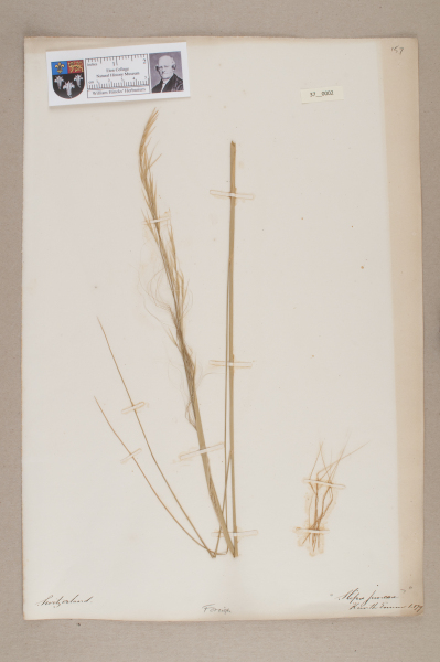 NHM_HH_37.2-2010 image NHM_HH_37.2-2010