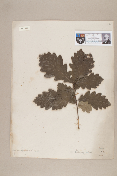 NHM_HH_8.7-2010 image NHM_HH_8.7-2010