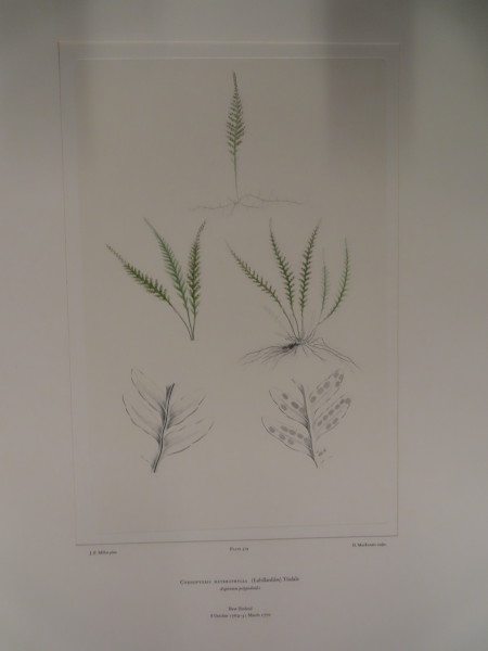 image FDA-E.2916_27_21-2016-A